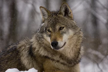  Portrait of an European grey wolf (Canis lupus lupus) © belizar