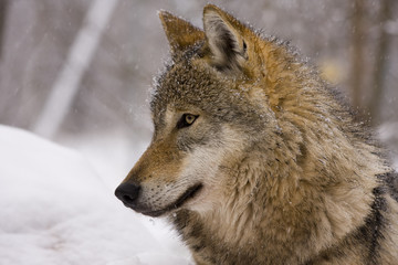 Portrait of an European grey wolf (Canis lupus lupus)