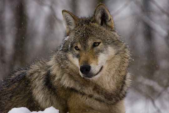 Fototapeta Portrait of an European grey wolf (Canis lupus lupus)