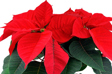 Red poinsettia close up