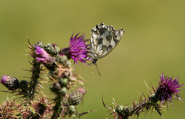 Papillon (butterfly)