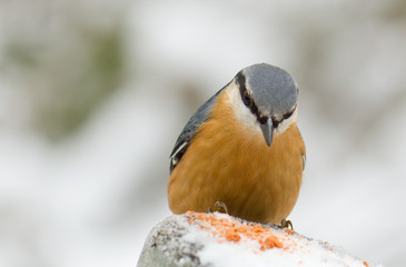 A Nuthatch Perched on a post
