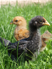 Chickens