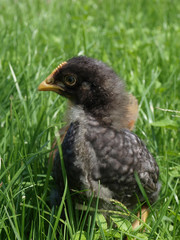 Fototapeta premium Black small Chicken