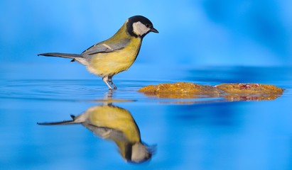 Naklejka premium Tierra firme.