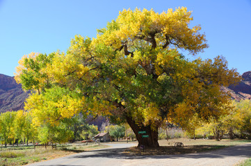 Beautiful Cottonwood  Tree  in Autumn - obrazy, fototapety, plakaty