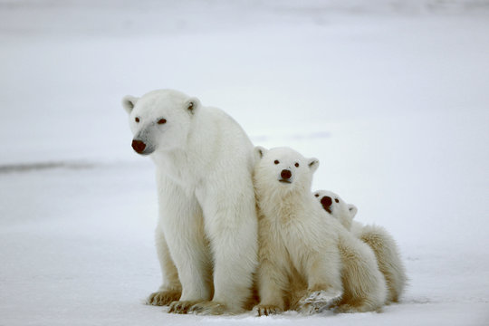Fototapeta Polar she-bear with cubs.