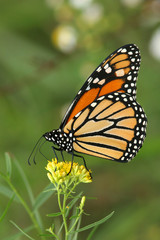Obraz na płótnie Canvas Motyl monarcha (Danaus plexippus) zapylających Goldenrod