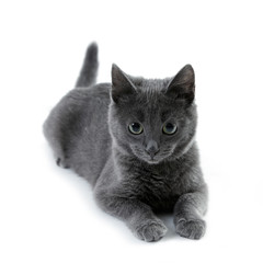 russian blue cat