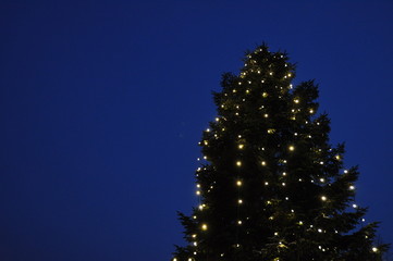 Weihnachtsbaum in der blauen Stunde