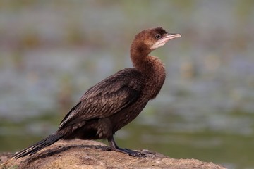 Pygmy cormorant