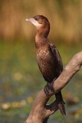 Pygmy cormorant