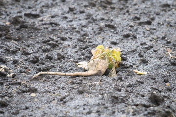 Rotting kohlrabi on a vegetable garden bed