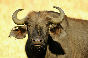 Buffalo