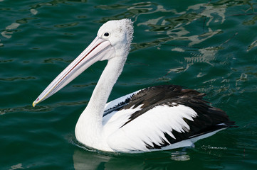 Pelican in water