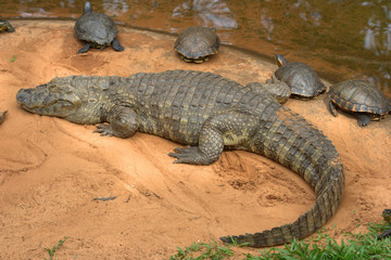 Caiman crocodile, Brazil, South America