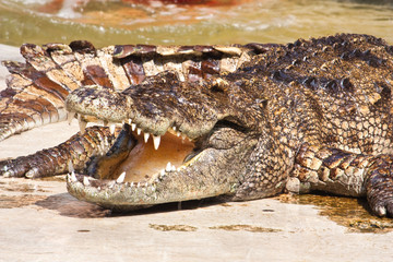 Naklejka premium Crocodile