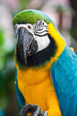 Fototapeta premium Macaw bird