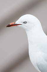 Seagull portret in Sydney Harbour
