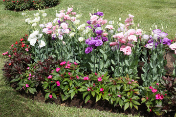 massif de lisianthus sur pelouse