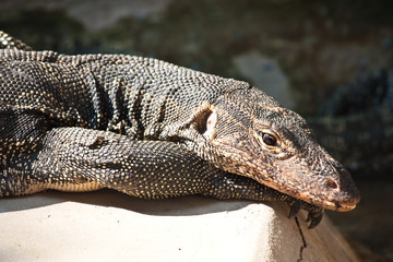 Bengal monitor