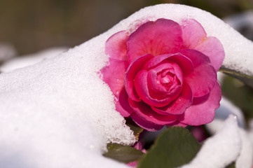 Fleur de camélia sous la neige