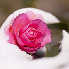 Fleur de camélia sous la neige