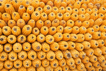 corn bonzi