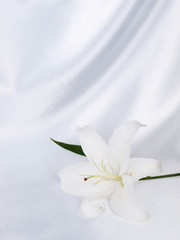Lily on a background white silk