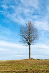Baum