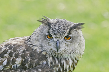 Great horned owl