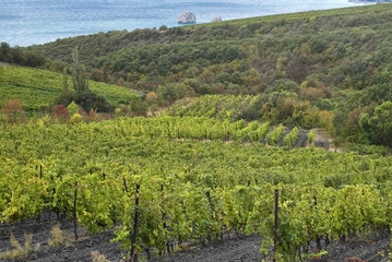 Fototapeta na wymiar Vineyard near Black Sea shore in Crimea, Ukraine.