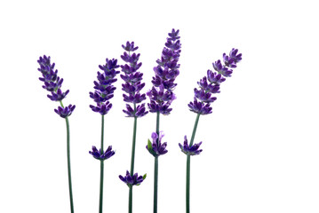 Lavendel