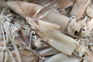 gruppo totani