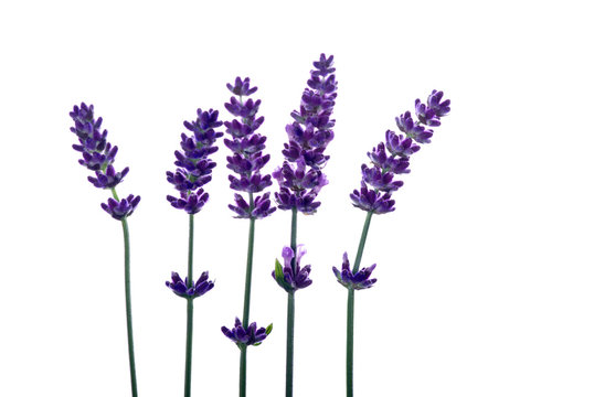 Fototapeta Lavendel