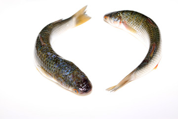 fresh barracuda