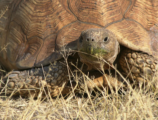 Schildkröte, Namibia
