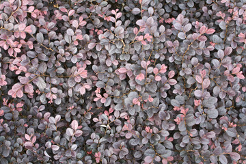 Red leaves background.