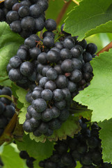 Weintrauben