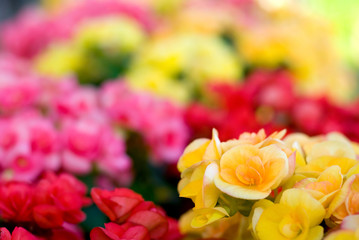 ベゴニアの花