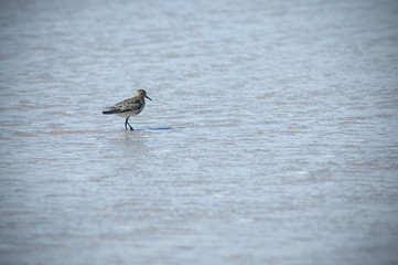 Alpenstrandläufer (Calidris alpina)