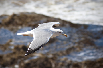 Möwe im Flug