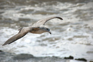 Möwe im Flug