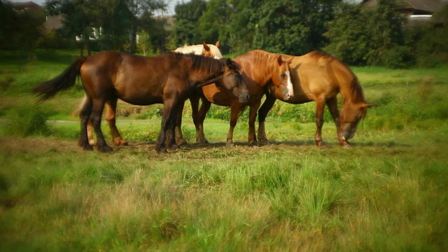 four horses grazing in the meadow