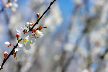 Tree branch with cherry flowers over blue sky background