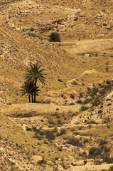 palmy na pustyni, Tunezja