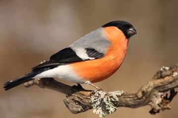 Bullfinch