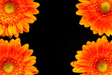 Gerbera Daisy Border