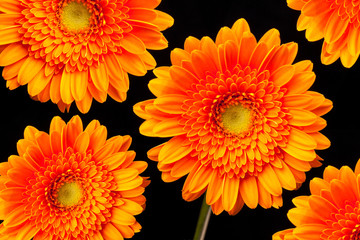 Orange Gerbera Daisies