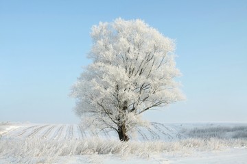 Lonely winter tree covered with frost against a blue sky
